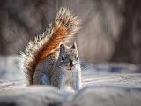 Red Squirrel_26341